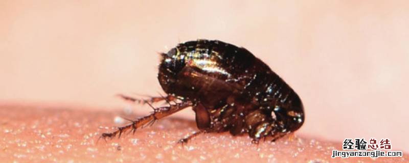 床上跳蚤是怎样滋生出来的 跳蚤是怎样滋生出来的