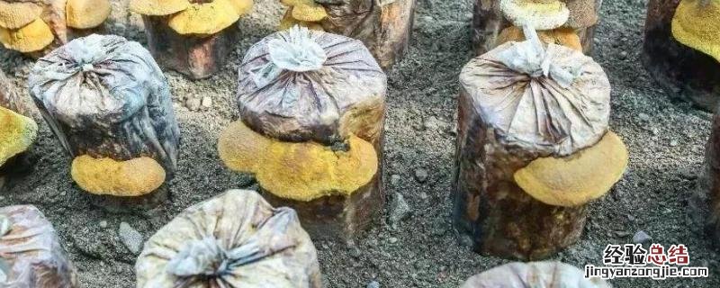 人工桑黄每平方能产多少,种植前景如何