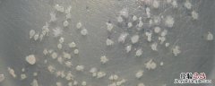 什么情况下使用芽孢菌调水，芽孢菌多少度能杀死