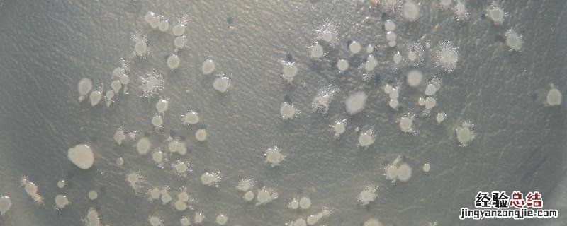 什么情况下使用芽孢菌调水,芽孢菌多少度能杀死