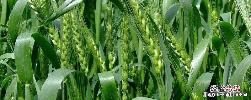小麦是先打除草剂还是先施肥,除草剂可以加二氢钾吗
