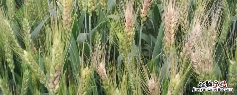 小麦根腐病,黄花叶病怎么防治 小麦根腐病,黄花叶病怎么防治好