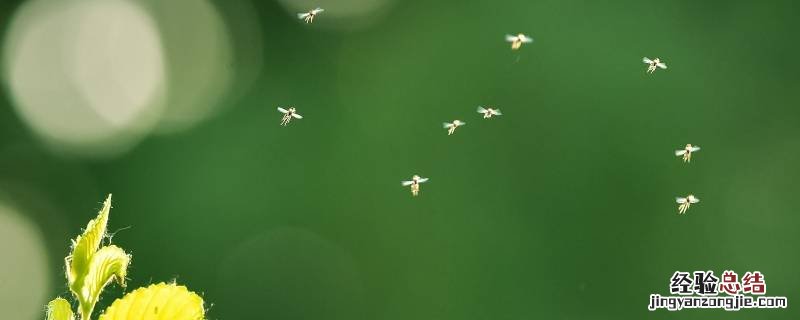 蠓虫怎么驱赶 蠓虫怎么消灭掉