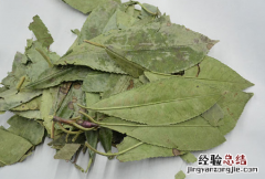 石楠叶的功效与作用 石楠叶