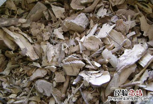 八角枫图片 八角枫