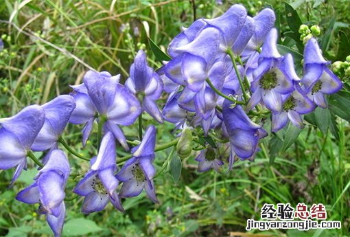 草乌的毒性有多大 草乌
