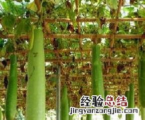 瓠瓜汤怎么做 瓠瓜汤怎么做好吃窍门
