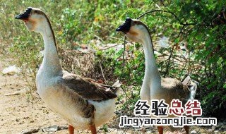 鹅的养殖成本及利润 养鹅的养殖成本及利润分析