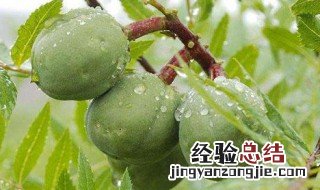 文冠茶的功效 文冠茶是什么茶
