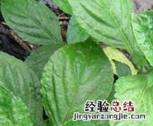 遏蓝菜的功效与作用 加蓝菜的功效