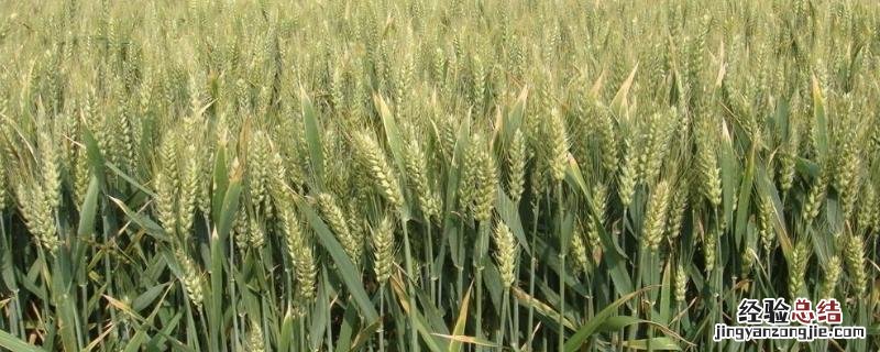 冬小麦除草剂什么温度打合适,除草剂打完两天下雨有影响吗