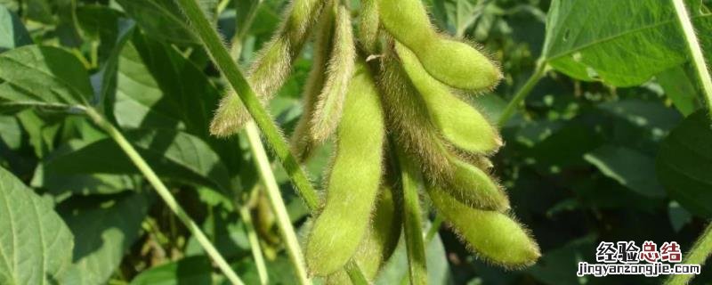 黄豆种植时间和生长期,黄豆做肥料注意的事项