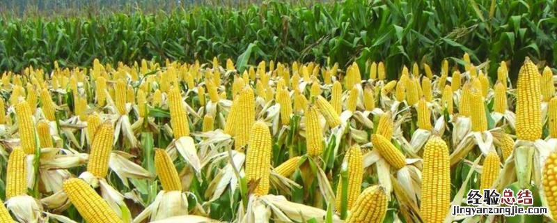 1000公斤产量玉米需氮磷钾量，玉米某产量一般是多少斤