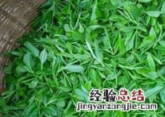 野生茶叶的功效与作用