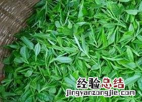 野生茶叶的功效与作用