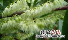 杜英是什么科属植物 杜英是什么科属植物