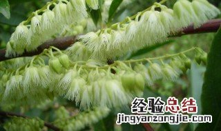 杜英是什么科属植物 杜英是什么科属植物