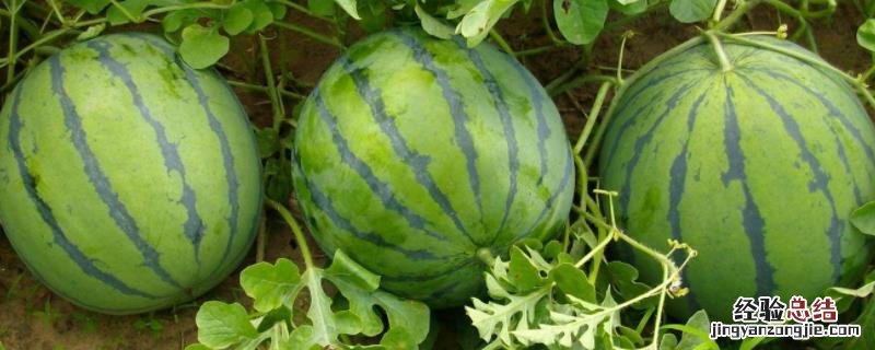 西瓜苗期管理技术，西瓜种植用什么基肥
