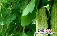 苦瓜的功效与作用有哪些 苦瓜的功效与作用的功效和作用是什么