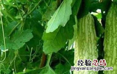 苦瓜的功效与作用有哪些 苦瓜的功效与作用的功效和作用是什么