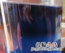 黑枸杞泡酒喝的功效与作用 黑枸杞泡酒喝的功效与作用及禁忌