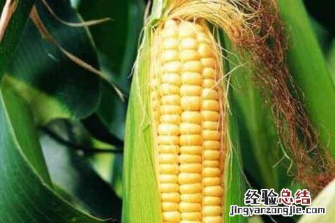 特大棒30厘米以上的玉米种 特大棒30厘米以上的玉米种科