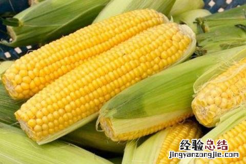 特大棒30厘米以上的玉米种 特大棒30厘米以上的玉米种科