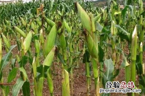 特大棒30厘米以上的玉米种 特大棒30厘米以上的玉米种科