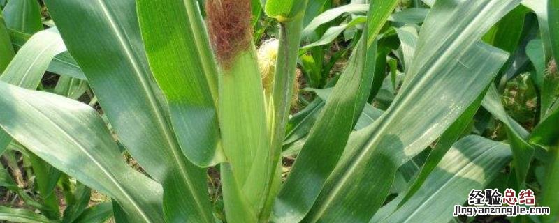 特大棒30厘米以上的玉米种 特大棒30厘米以上的玉米种科