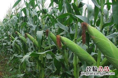 特大棒30厘米以上的玉米种 特大棒30厘米以上的玉米种科