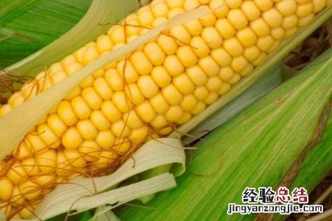 特大棒30厘米以上的玉米种 特大棒30厘米以上的玉米种科