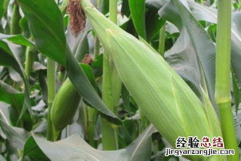 60天早熟玉米种 60天成熟的玉米种子
