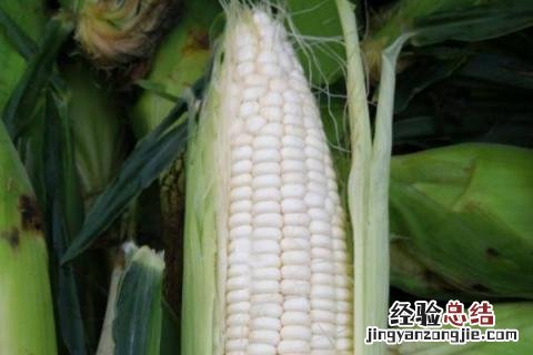 60天早熟玉米种 60天成熟的玉米种子
