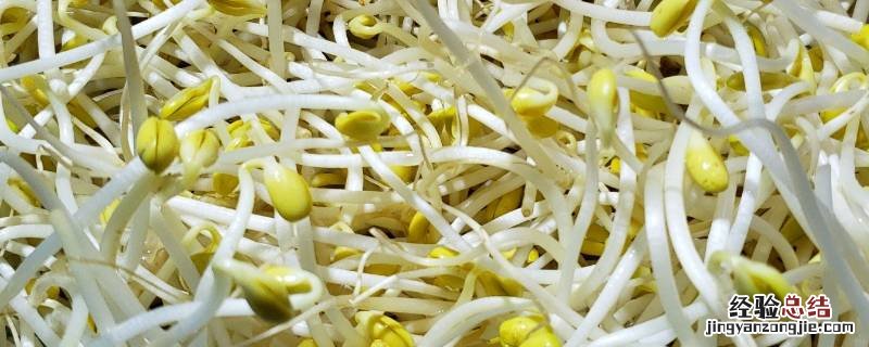 绿豆怎么发绿豆芽 绿豆怎么发绿豆芽吃