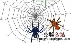 办公室里有蜘蛛有什么预兆 办公室有蜘蛛什么兆头