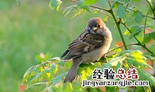 麻雀窗口叫有什么兆头 麻雀窗口一只麻雀叫有什么兆头