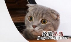 晚上梦见猫是什么意思 晚上梦见猫是什么意思女的