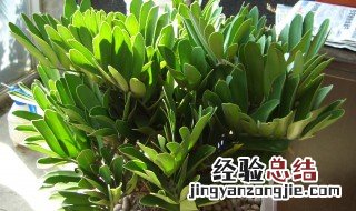 墨西哥铁树能长多大 墨西哥铁树的寓意好吗