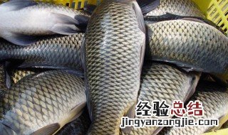 野钓鲤鱼配方 野钓鲤鱼配方介绍讲解