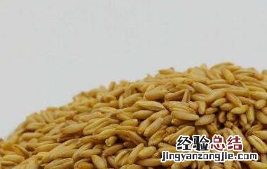 燕麦米的功效与作用 燕麦米的功效与作用及营养价值