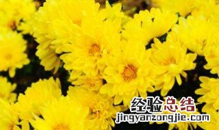 车前草和金银花一起吃有什么功效 车前草与金银花同吃有什么功效与作