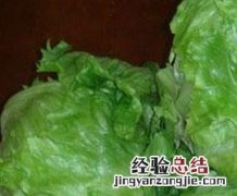 生白术的功效与作用 生菜球的功效与作用