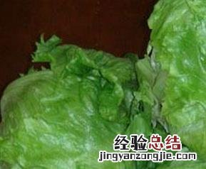 生白术的功效与作用 生菜球的功效与作用