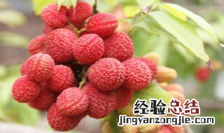 孕妇吃荔枝会导致流产吗 看了下面的详细介绍就知道了