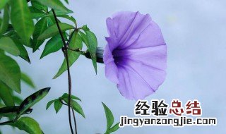 牵牛花的特点写一段话 描述牵牛花的特点的一段话