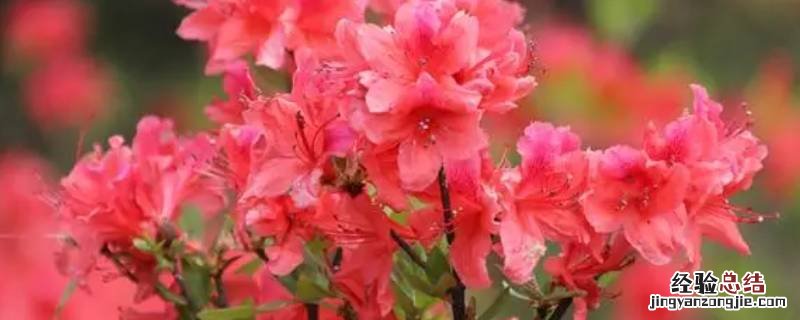 映山红香吗 映山红是花么