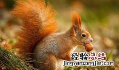 吃松果的是什么鼠 松鼠吃什么样的松果