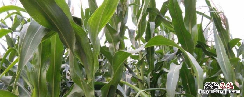 富民98A玉米种特征特性，附品种介绍 富民988玉米种子简介
