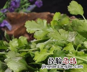 香菜怎么腌制才好吃 香菜怎么做好吃