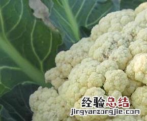 孕期吃花菜的好处 吃花菜的好处